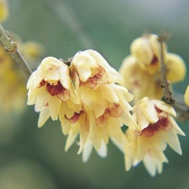 Winter Sweet in The Company Shed Garden