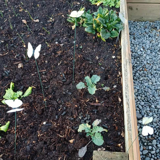 Decoy White Butterflies 6pk