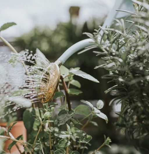 Haws 1L Indoor Metal Watering Can
