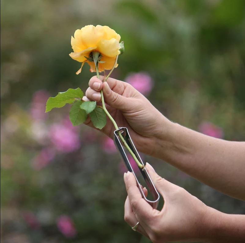Rose De Thorners