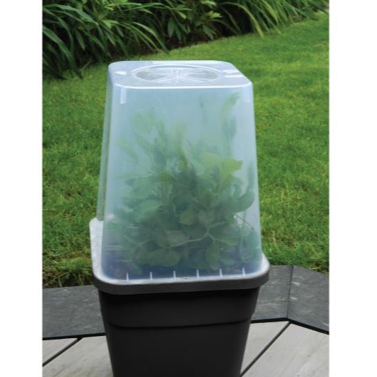 Square Cloche - Cloche only(excludes pot)