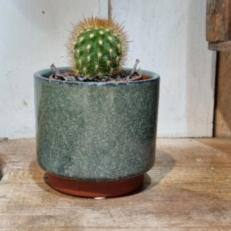 Malibu Succulent Pot