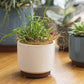 Malibu Succulent Pot