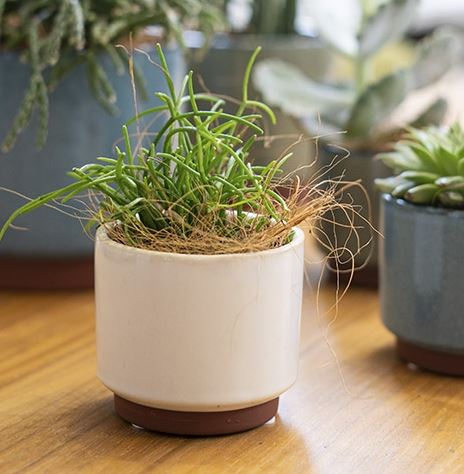 Malibu Succulent Pot