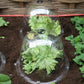 Green leafy vegetables under clear plastic cloche in a vegetable garden