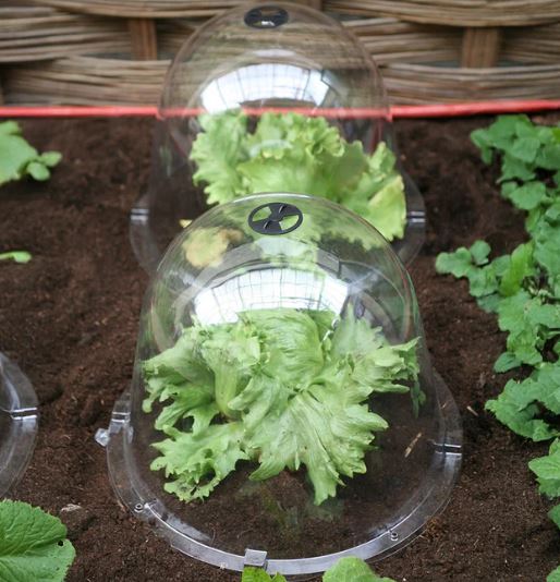 Green leafy vegetables under clear plastic cloche in a vegetable garden