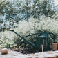 Outdoor Plastic Watering Can