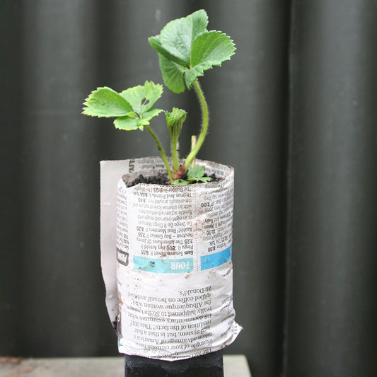 Super Size Seedling Potter