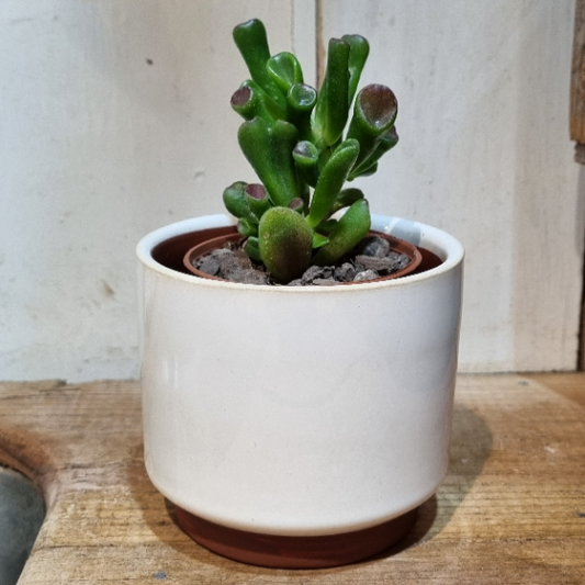 Malibu Succulent Pot