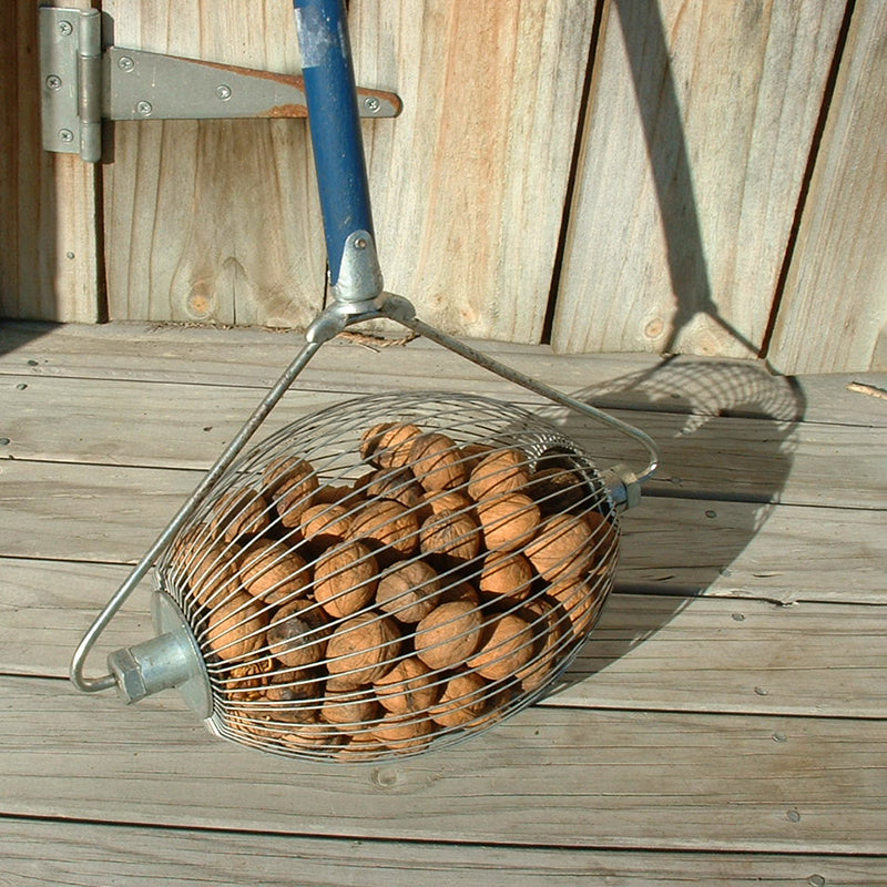 Hazelnut Nut Harvester