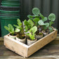 Seedling Potter