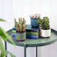 Malibu Succulent Pot