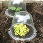 Baby Bell Cloche 3pk